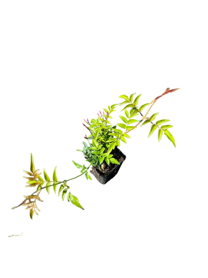 40 Piante di Gelsomino Polyanthum Vaso 7cm - immagine 2