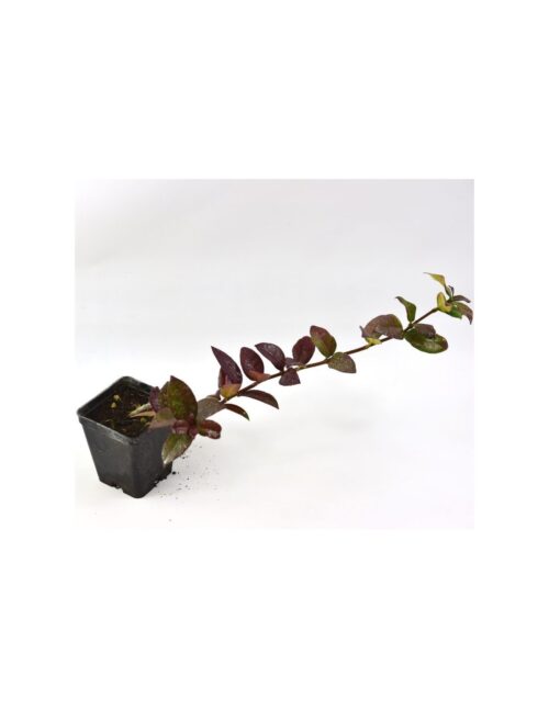 pianta rincospermum vaso 7
