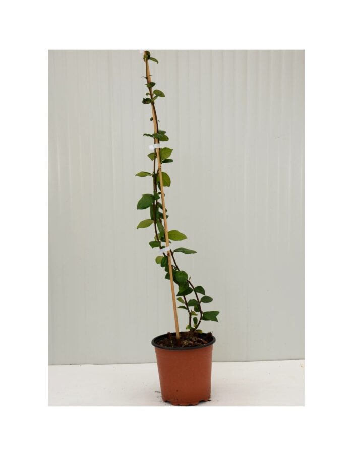 pianta rhyncospermum