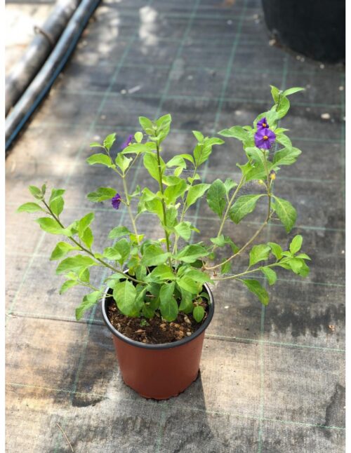 pianta solanum v18