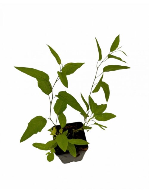 pianta solanum v7