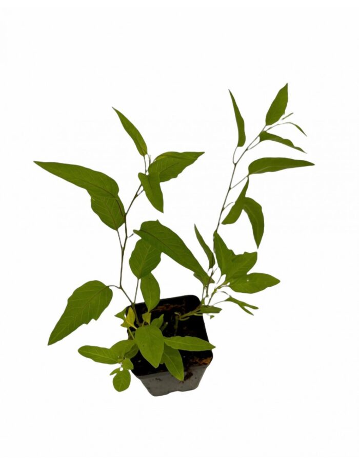pianta solanum v7