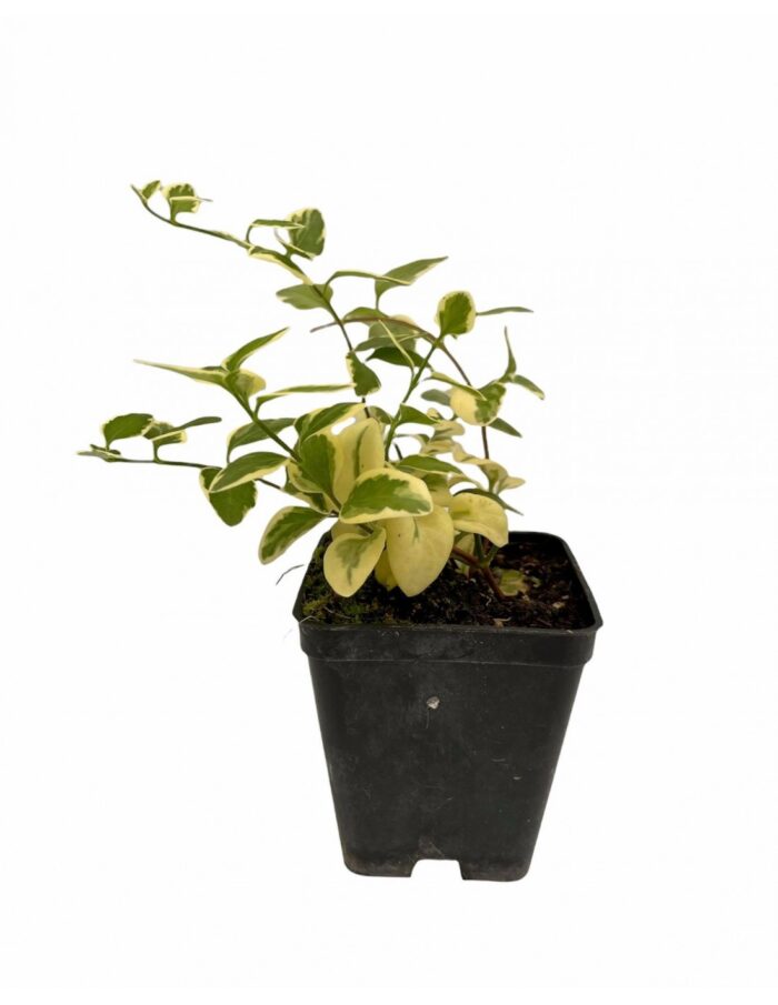 pianta vinca