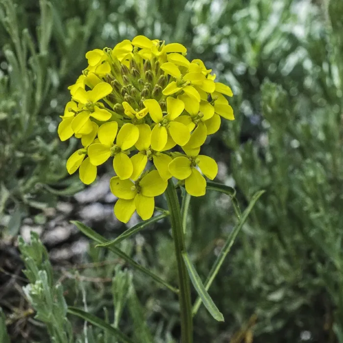 40 Piante di Erysimum Vaso 7cm