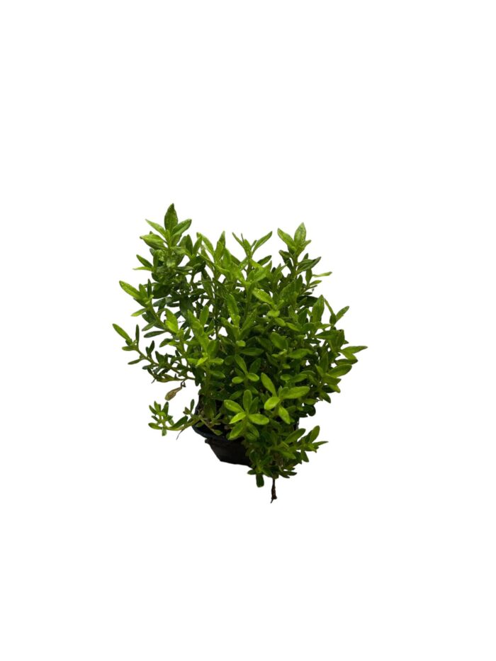 40 Piante di Agathea Coelestis Vaso 7cm - immagine 2