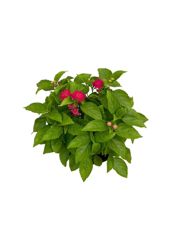 20 Piante di Lantana Camara Vaso 18cm