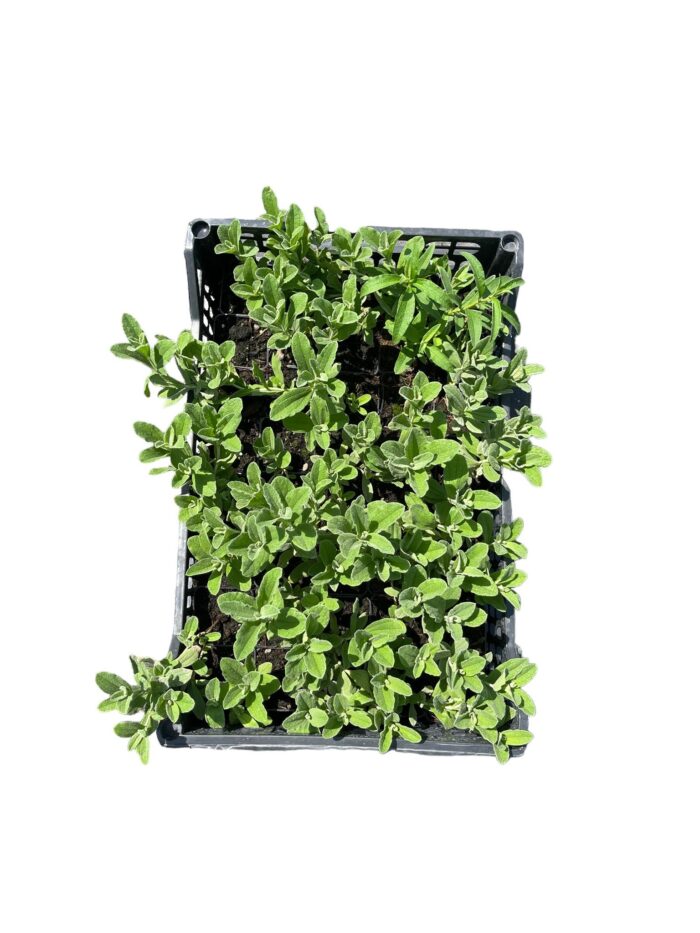 40 Piante di Cistus Vaso 7cm