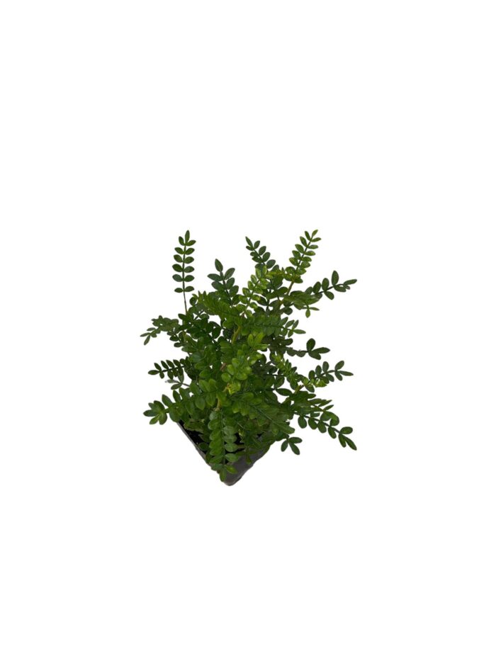 40 Piante di Zanthoxylum (Pepe Giapponese) Vaso 7cm - immagine 3