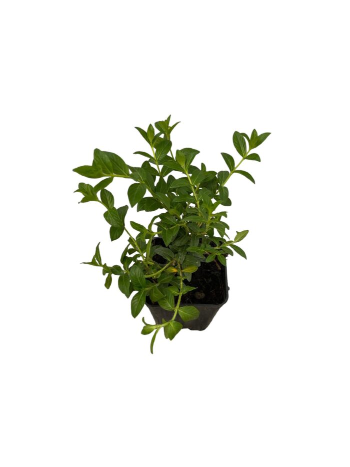 40 Piante di Cuphea Hyssopifolia Vaso 7cm - immagine 2