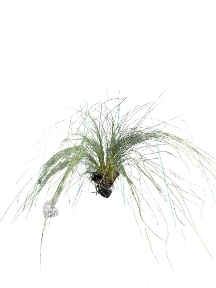 40 Piante di Stipa Vaso 7cm - immagine 2