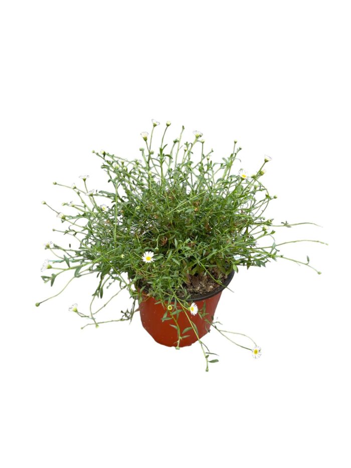 20 Piante di Erigeron Vaso 18cm