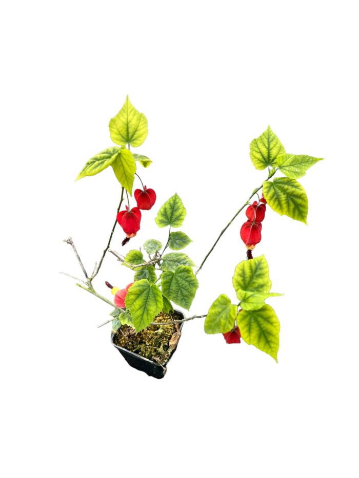 40 Piante di Abutilon Vaso 7cm - immagine 2