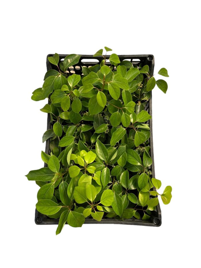 40 Piante di Camphora Vaso 7cm - immagine 2