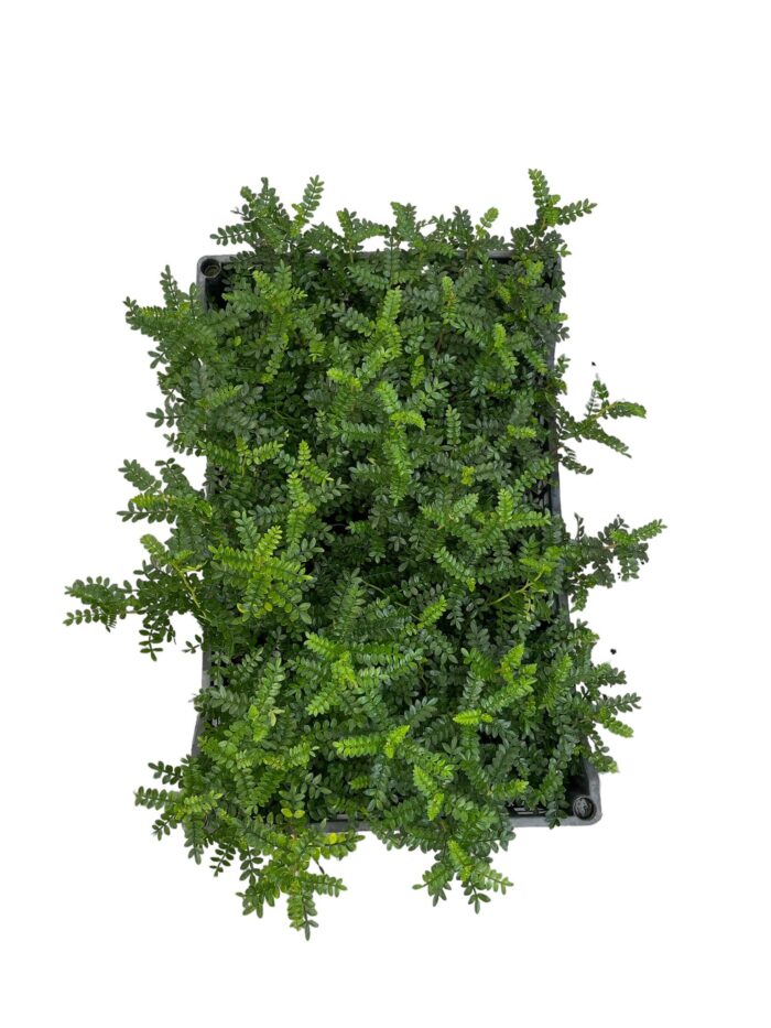 40 Piante di Zanthoxylum (Pepe Giapponese) Vaso 7cm