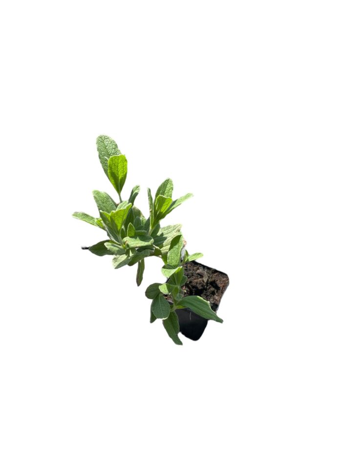 40 Piante di Cistus Vaso 7cm - immagine 2