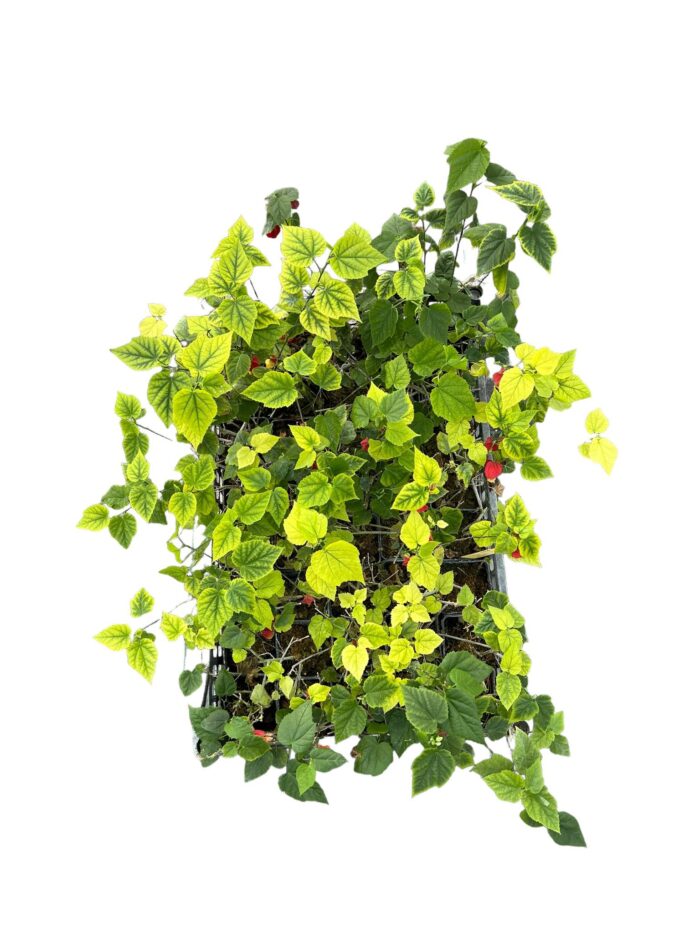 40 Piante di Abutilon Vaso 7cm