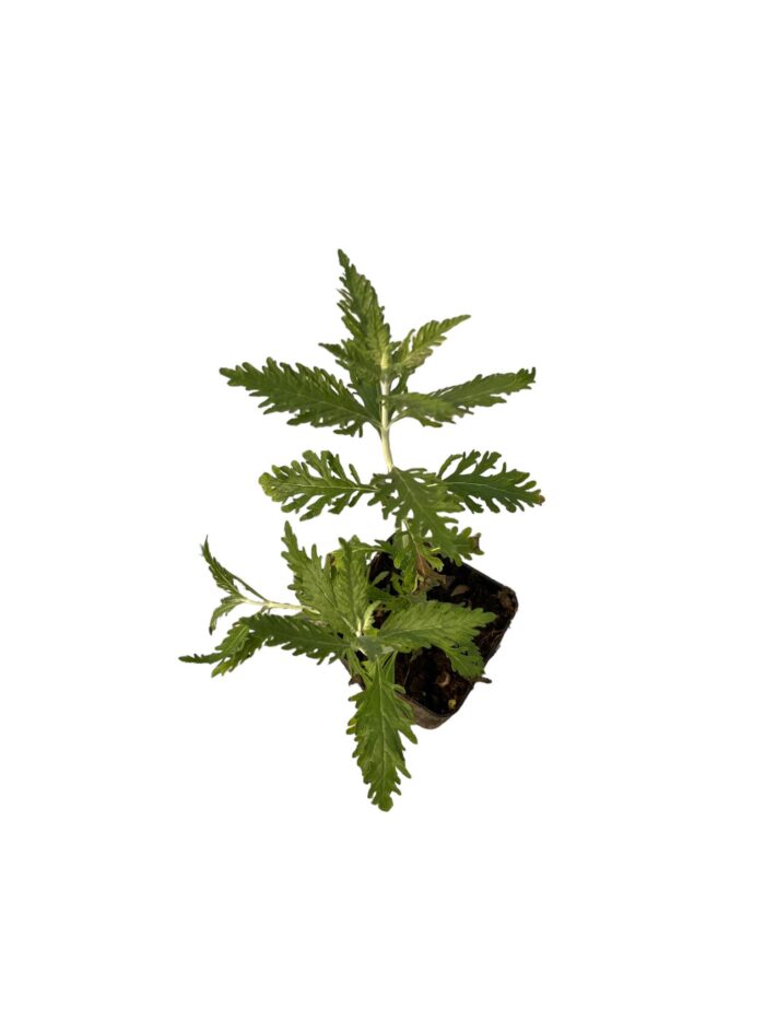 40 Piante di Perovskia Vaso 7cm