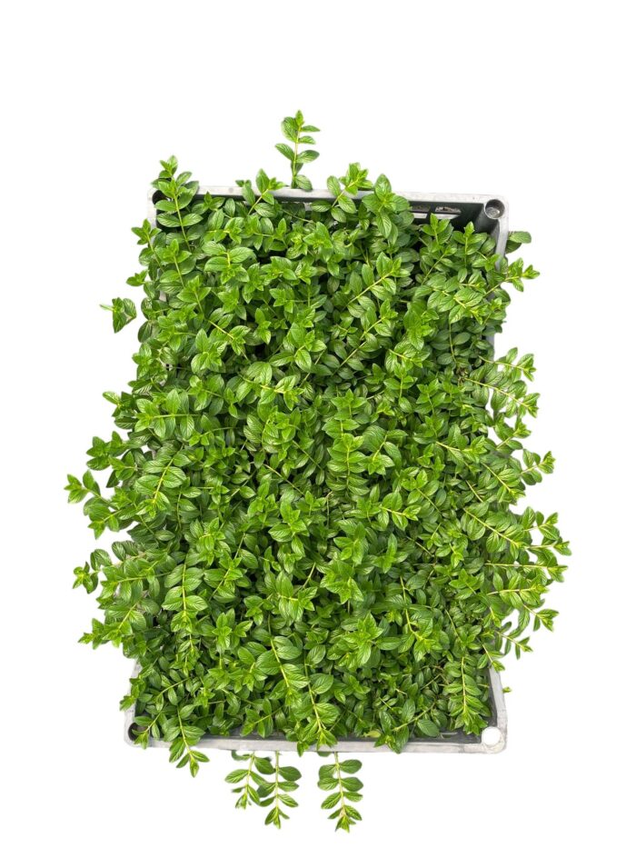 40 Piante di Cuphea Hyssopifolia Vaso 7cm