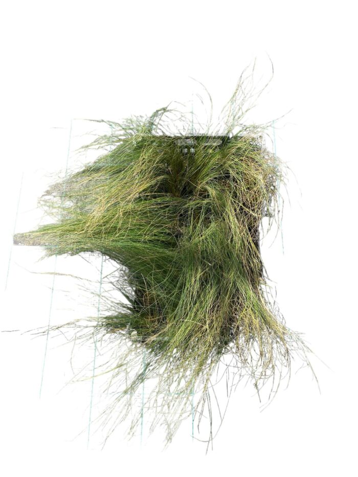40 Piante di Stipa Vaso 7cm