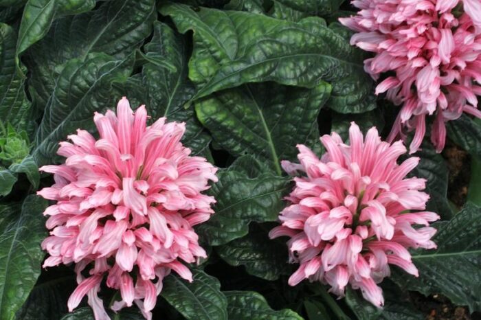 20 Piante di Justicia Carnea Vaso 14cm