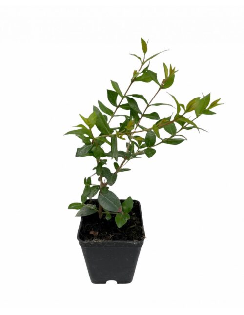abelia v7