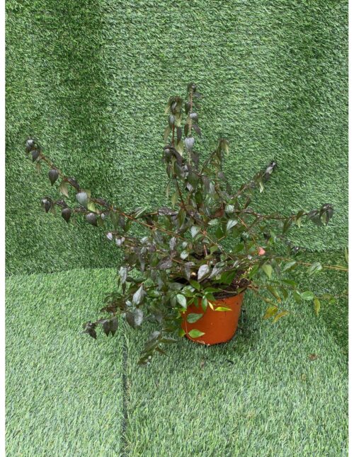 pianta abelia