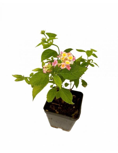 lantana camara
