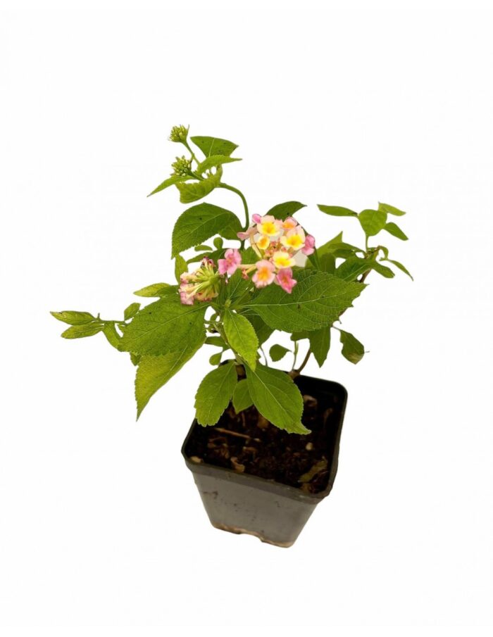 lantana camara