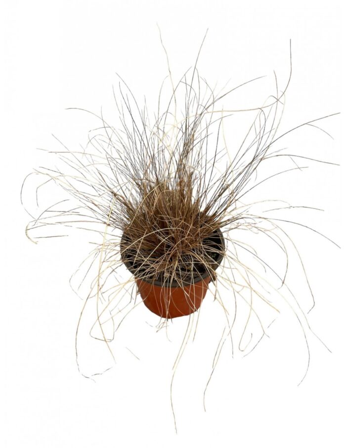20 Piante di Carex Vaso 18cm