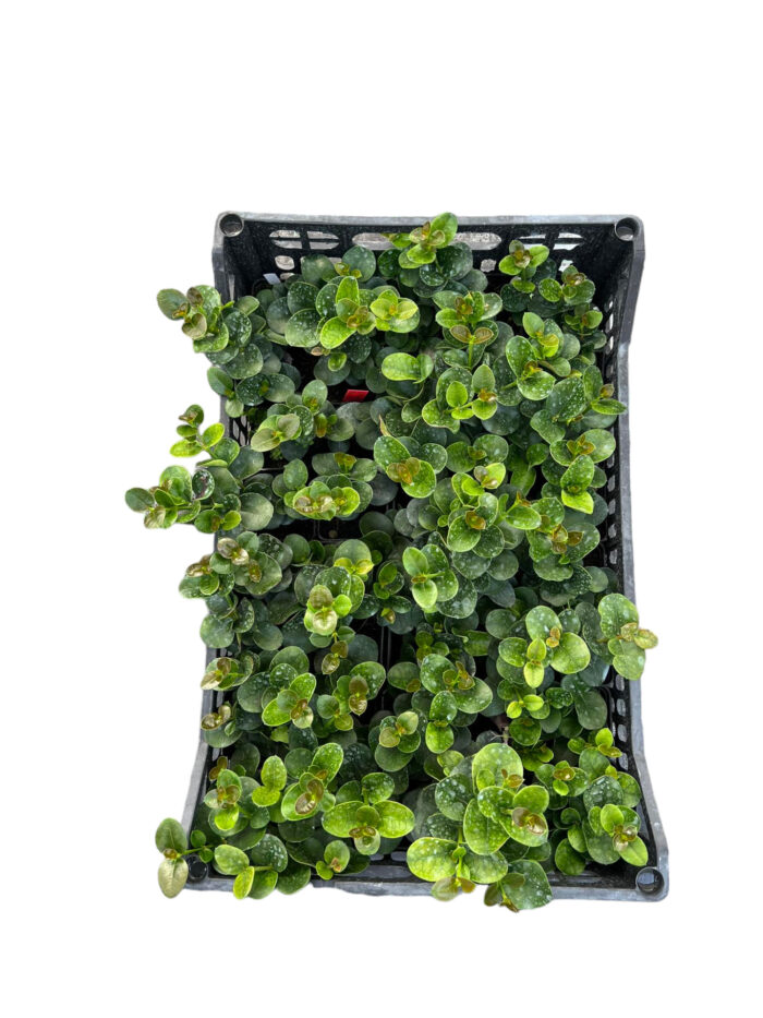 40 Piante di Carissa Macrocarpa Vaso 7cm - immagine 2