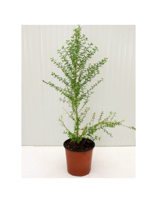 pianta cytisus