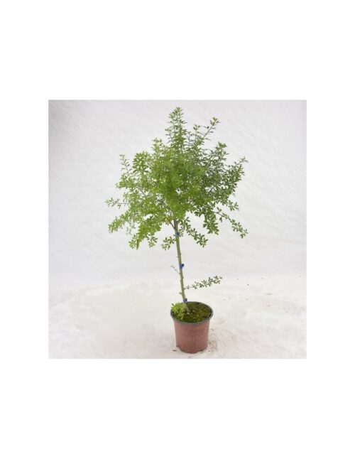pianta cytisus