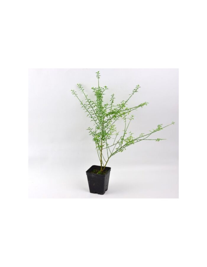 pianta cytisus