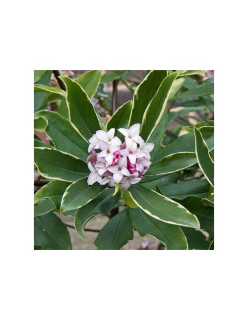 pianta daphne