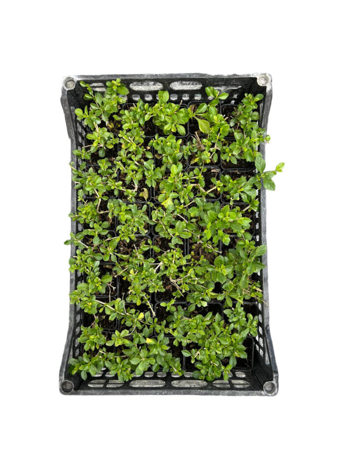 40 Piante di Duranta Repens Vaso 7cm - immagine 2