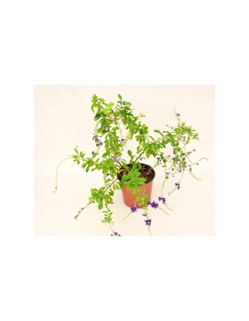 pianta duranta