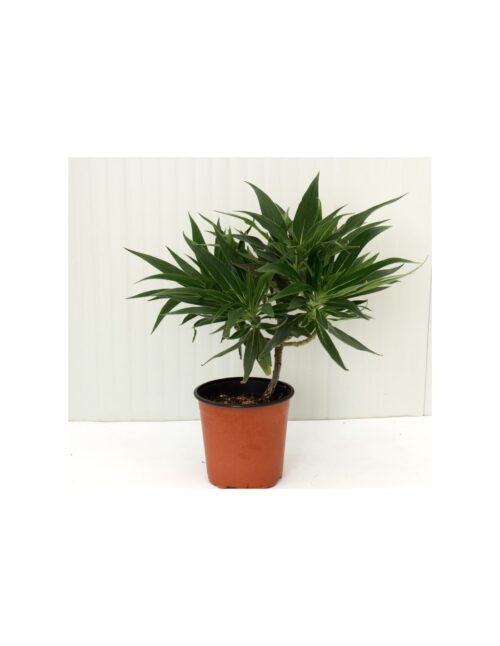 pianta echium