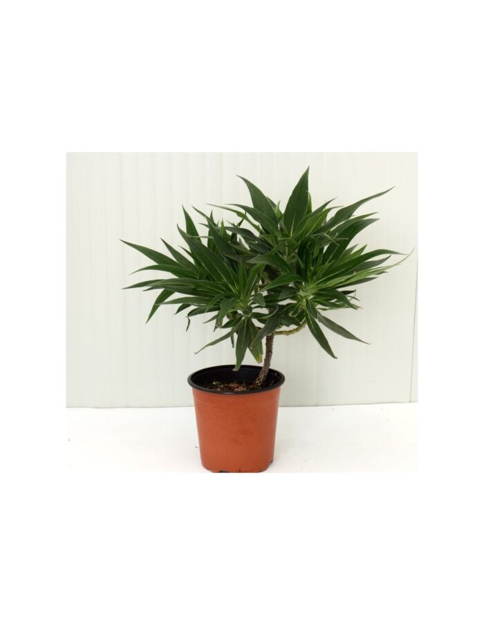 pianta echium