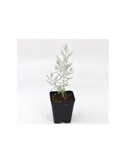 pianta eremophila