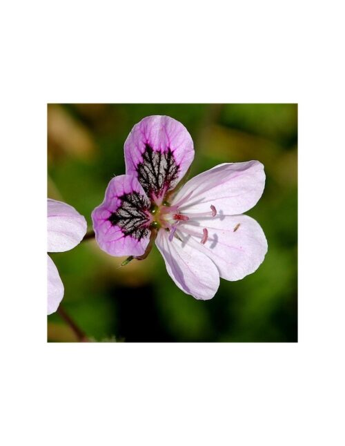pianta erodium