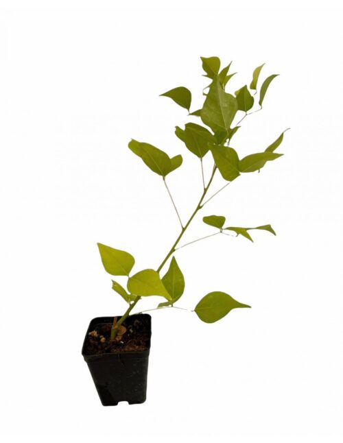pianta erythrina