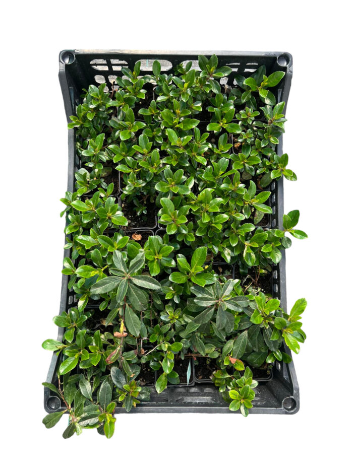 40 Piante di Escallonia Vaso 7cm - immagine 2