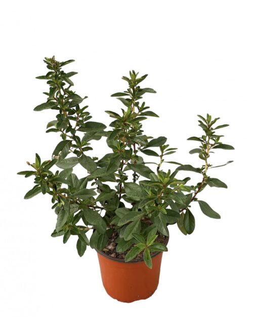 pianta escallonia