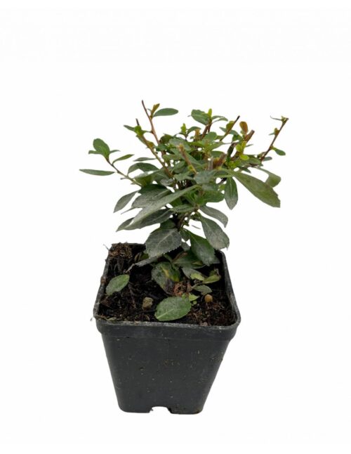 pianta escallonia