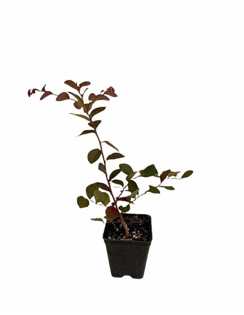 pianta loropetalum