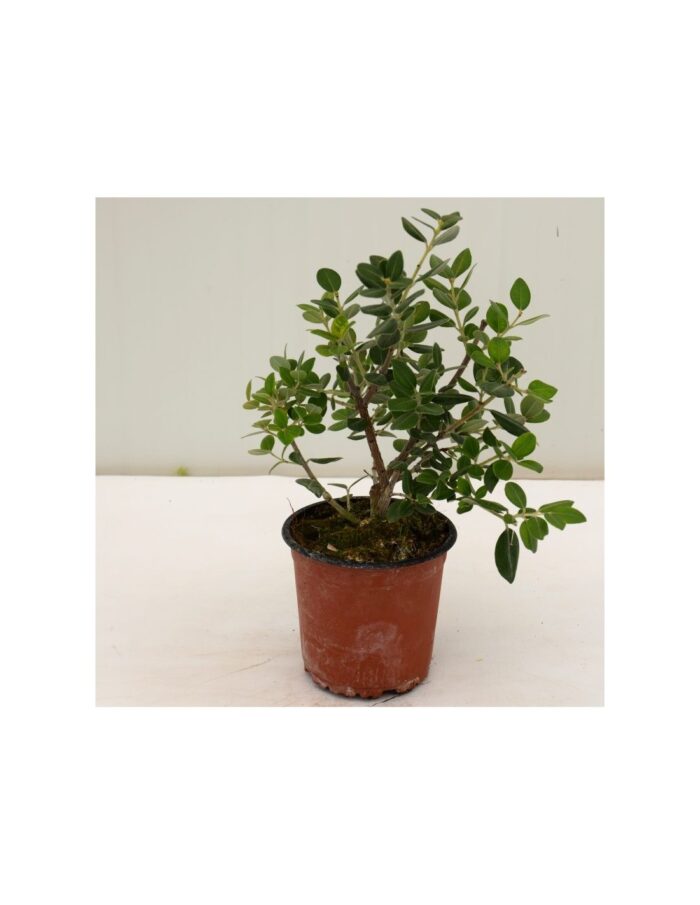 20 Piante di Metrosideros Vaso 14cm