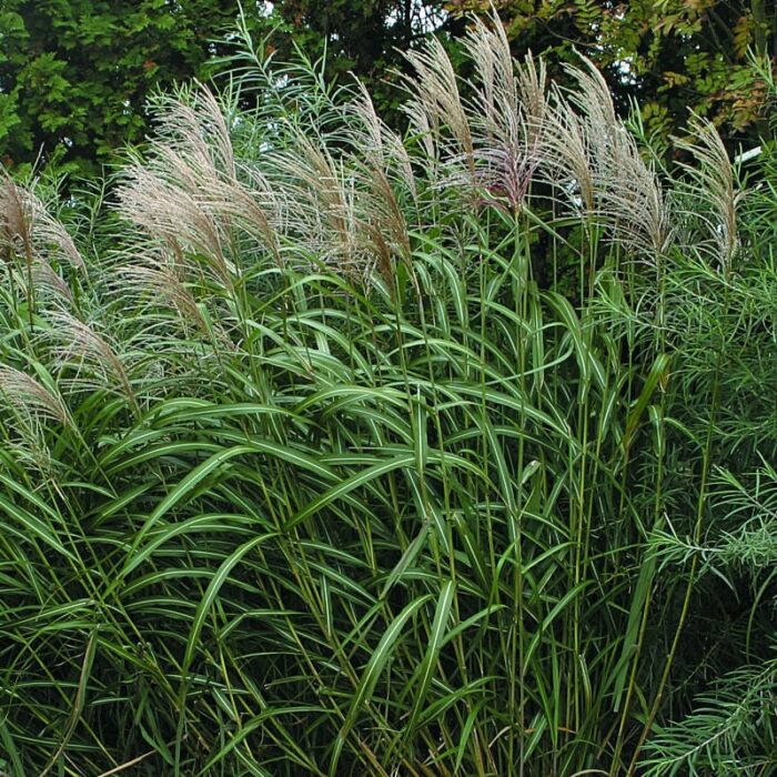 20 Piante di Miscanthus Vaso 18cm