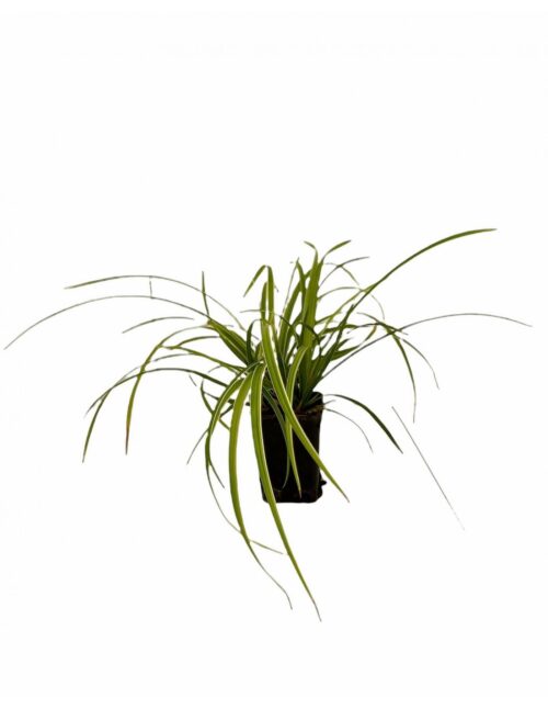 pianta miscanthus