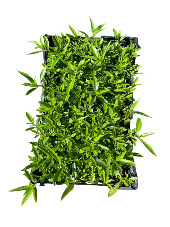 40 Piante di Myoporum Vaso 7cm - immagine 2