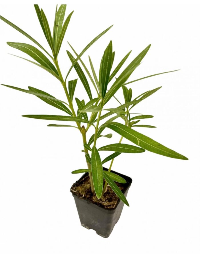 pianta oleandro